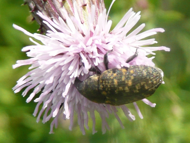 Otiorhynchus sulcatus &copy; MAILLIER Sébastien