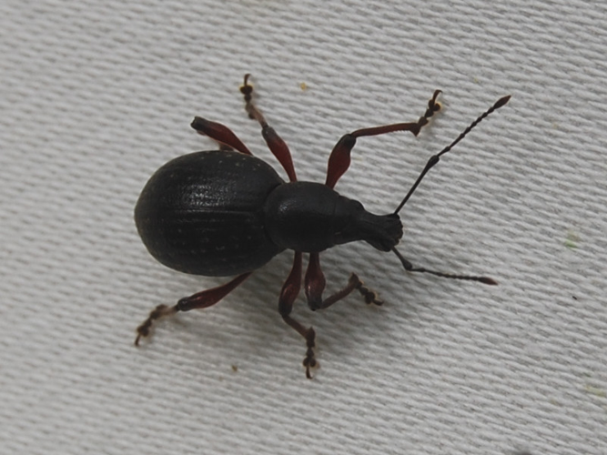 Otiorhynchus tenebricosus &copy; VANSTEENE Nicolas