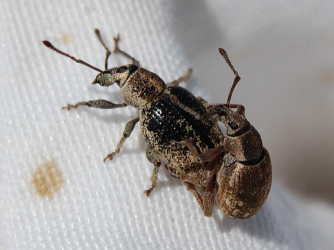 Peritelus sphaeroides &copy; VANSTEENE Nicolas