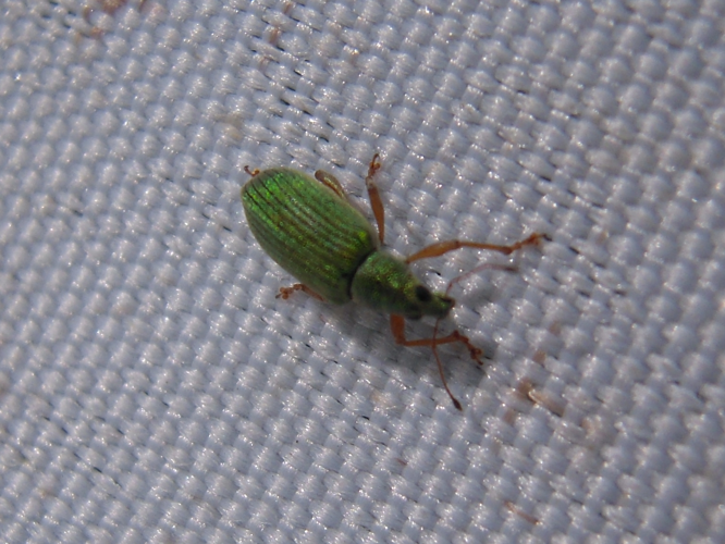 Polydrusus formosus &copy; HERMANT Thomas