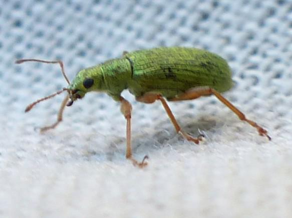 Polydrusus pterygomalis &copy; DEROZIER Carole