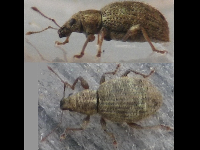 Sciaphilus asperatus &copy; HALLART Guénael