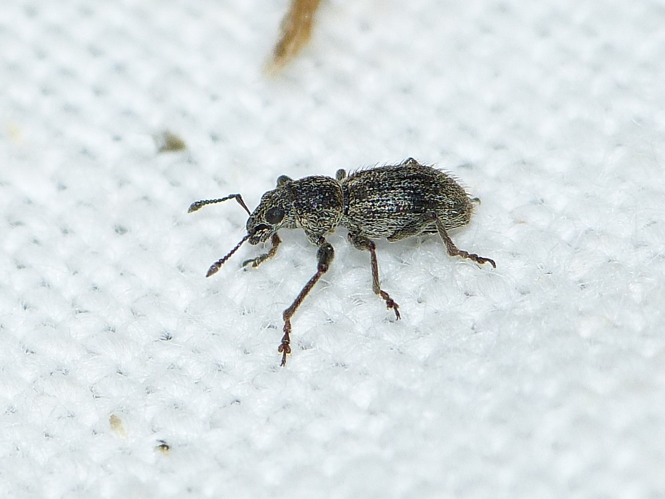 Andrion regensteinense &copy; BARBIER Simon