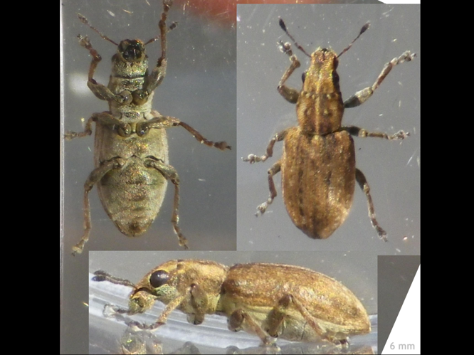 Sitona lepidus &copy; HALLART Guénael