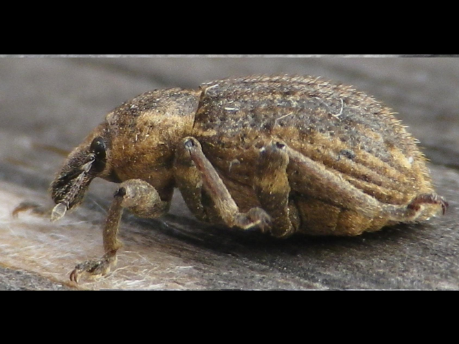 Donus zoilus &copy; HALLART Guénael