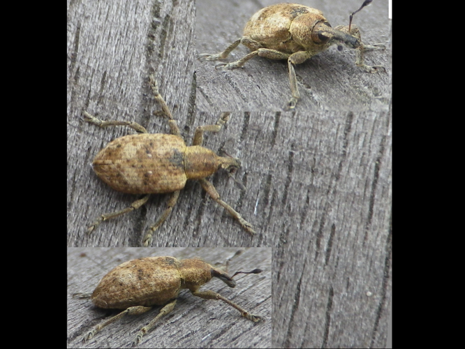 Hypera rumicis &copy; HALLART Guénael