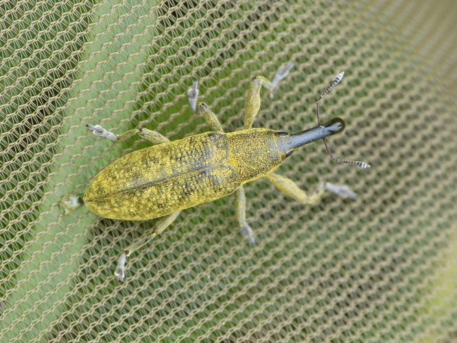 Lixus pulverulentus &copy; BARBIER Simon