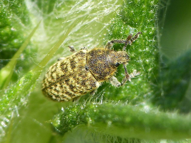 Rhinocyllus conicus © BARBIER Simon