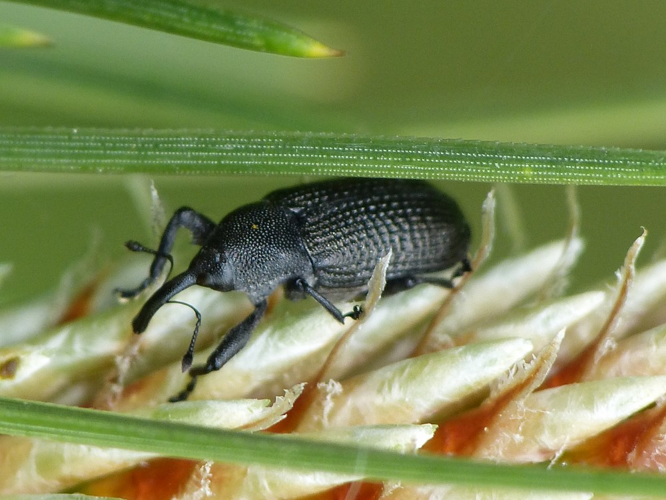 Magdalis memnonia &copy; BARBIER Simon