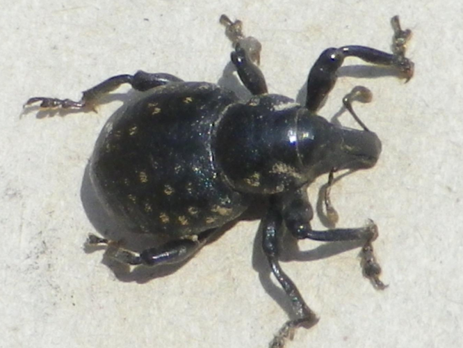 Liparus germanus &copy; HALLART Guénael