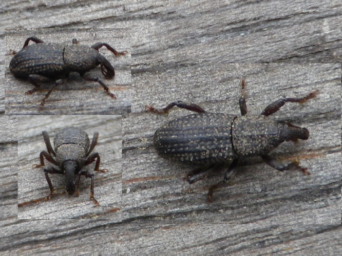Mitoplinthus caliginosus &copy; HALLART Guénael