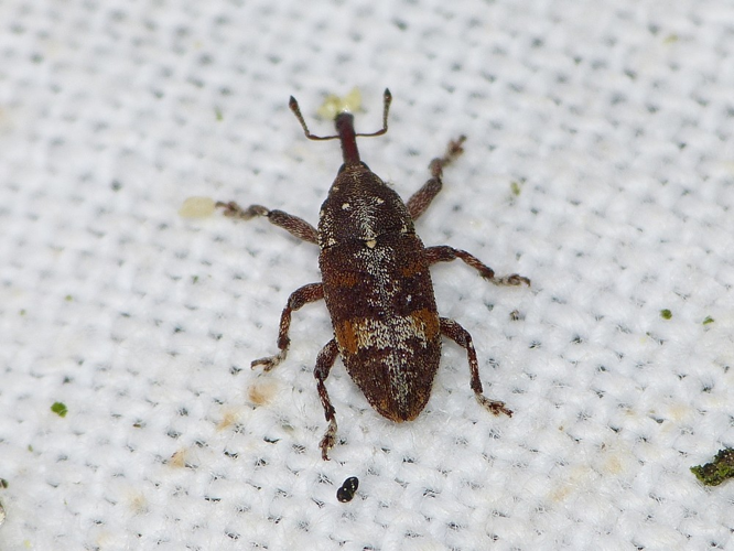 Pissodes castaneus &copy; BARBIER Simon