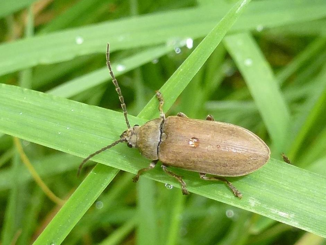 Dascillus cervinus &copy; MAILLIER Sébastien