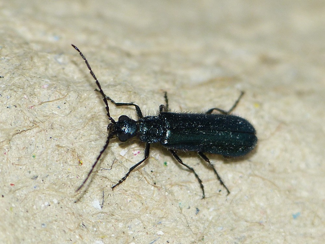 Dasytes caeruleus &copy; BARBIER Simon