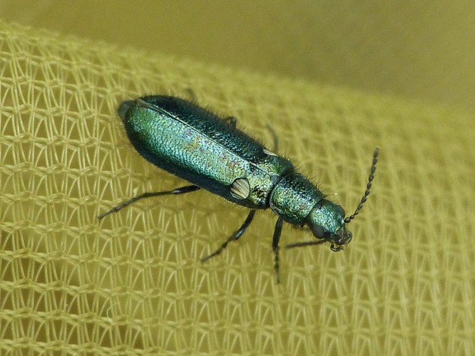 Psilothrix viridicoerulea &copy; BARBIER Simon