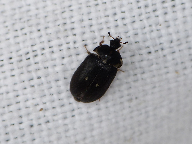 Attagenus pellio &copy; BARBIER Simon