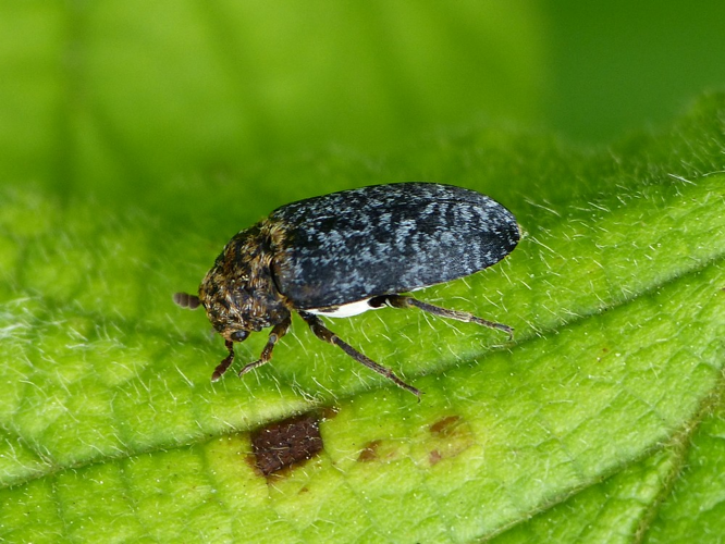 Dermestes undulatus &copy; BARBIER Simon