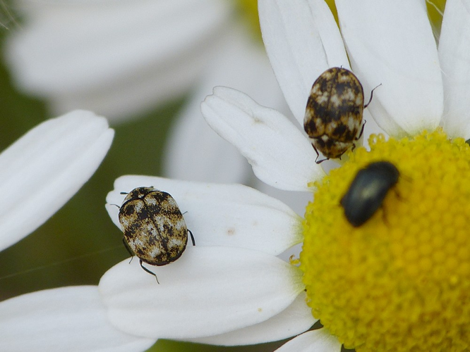 Anthrenus verbasci &copy; BARBIER Simon