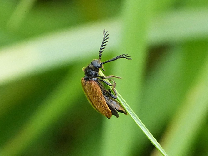 Drilus flavescens &copy; BARBIER Simon