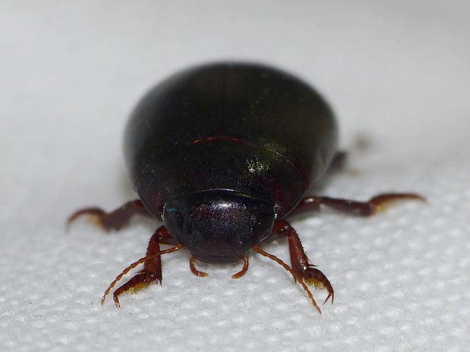 Ilybius ater &copy; BARBIER Simon