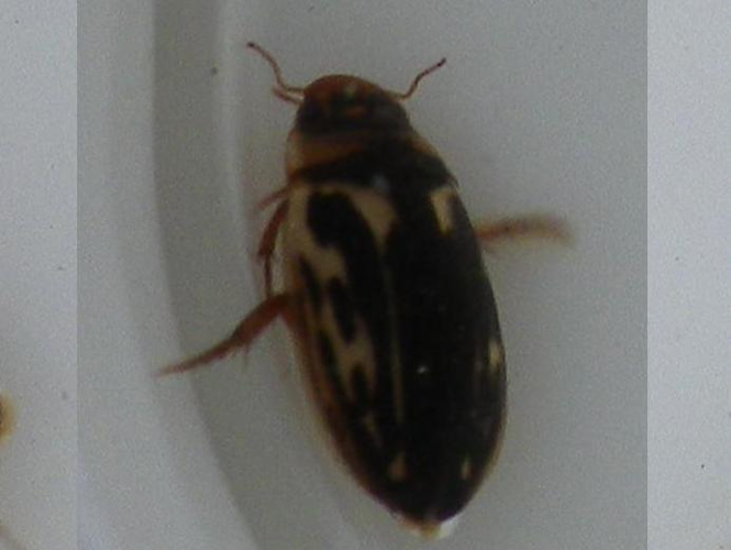 Platambus maculatus &copy; HALLART Guénael