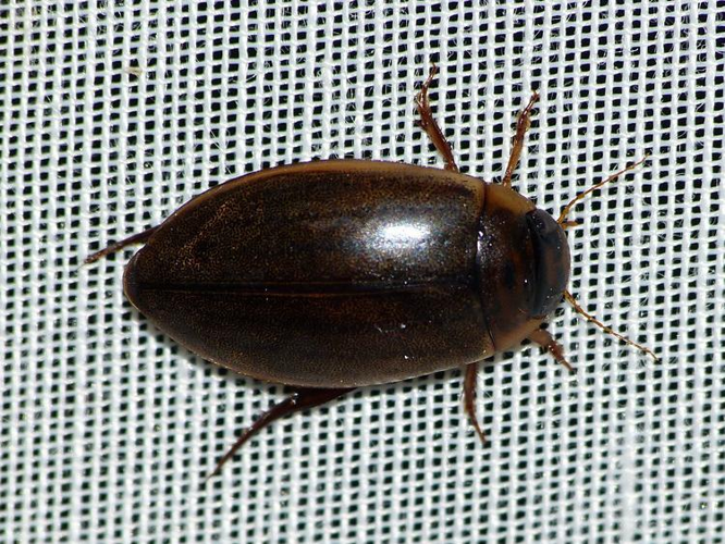 Rhantus suturalis &copy; BARBIER Simon