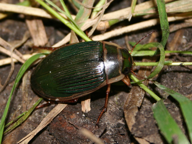 Dytiscus marginalis &copy; TOP Damien