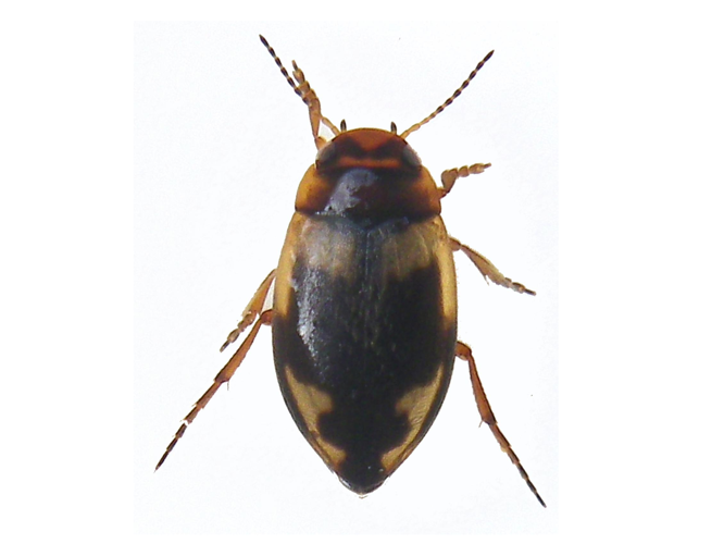 Hydroporus palustris &copy; HALLART Guénael