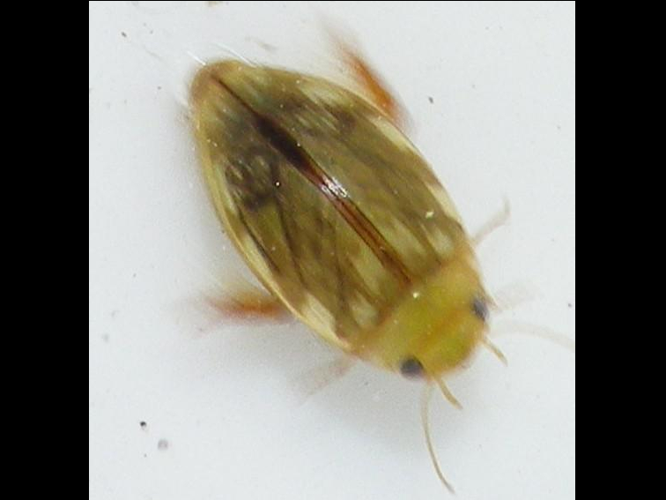 Laccophilus hyalinus &copy; HALLART Guénael