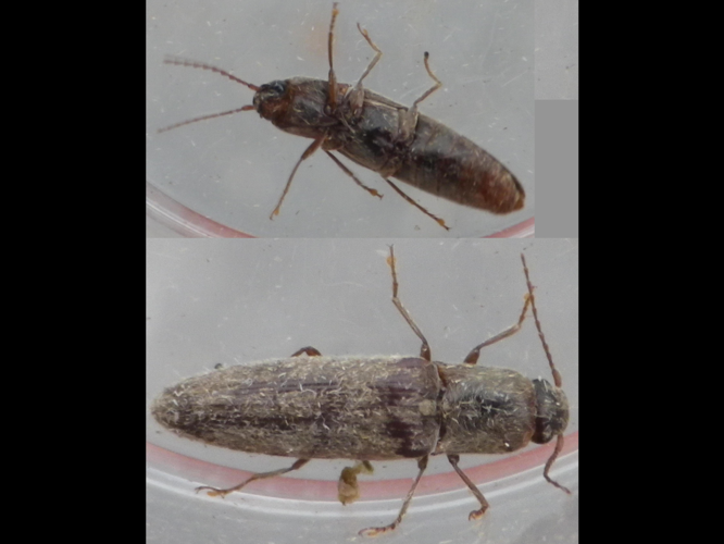 Synaptus filiformis &copy; HALLART Guénael