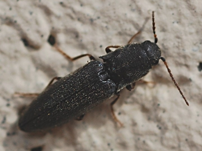 Agriotes gallicus &copy; VANSTEENE Nicolas