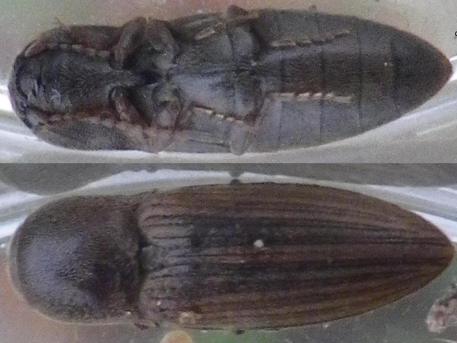 Agriotes lineatus &copy; HALLART Guénael