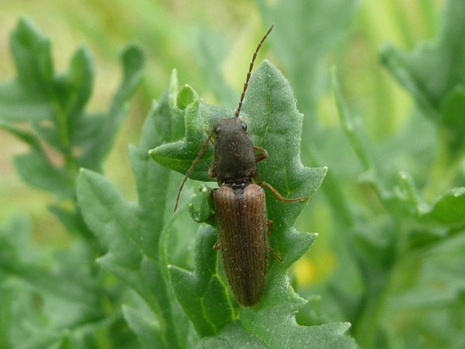 Athous bicolor &copy; MAILLIER Sébastien