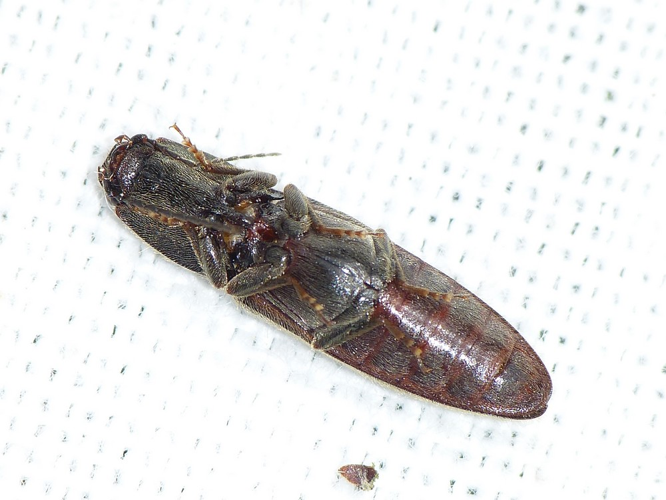 Athous haemorrhoidalis &copy; BARBIER Simon