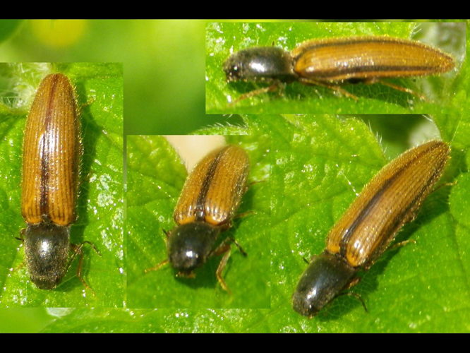 Athous vittatus &copy; HALLART Guénael