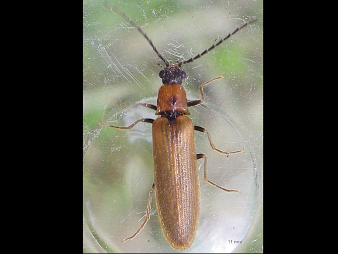 Denticollis linearis &copy; HALLART Guénael
