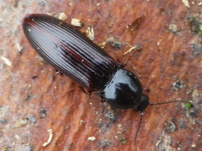 Hypoganus inunctus &copy; HALLART Guénael