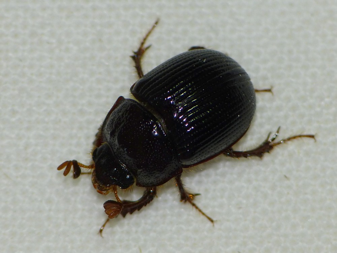 Bolboceras armiger &copy; BARBIER Simon