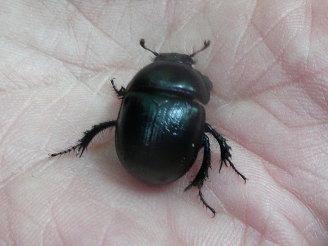 Anoplotrupes stercorosus &copy; MAILLIER Sébastien