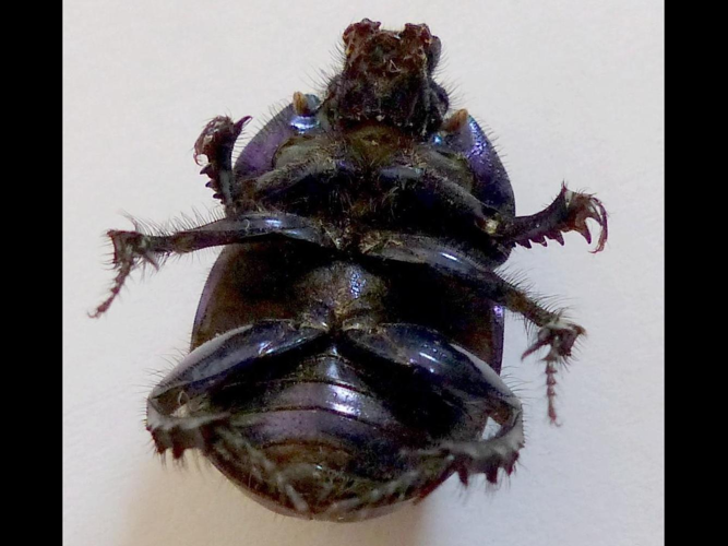 Geotrupes puncticollis &copy; DEROZIER Carole