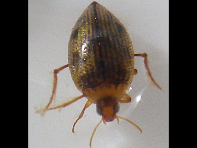 Haliplus heydeni &copy; HALLART Guénael