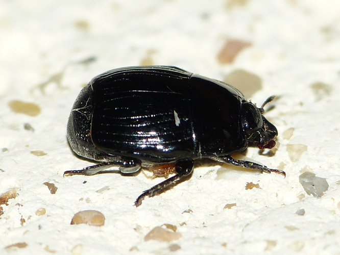 Margarinotus merdarius &copy; BARBIER Simon