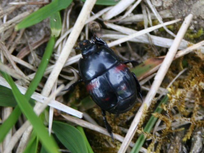 Hister quadrimaculatus &copy; TOP Damien