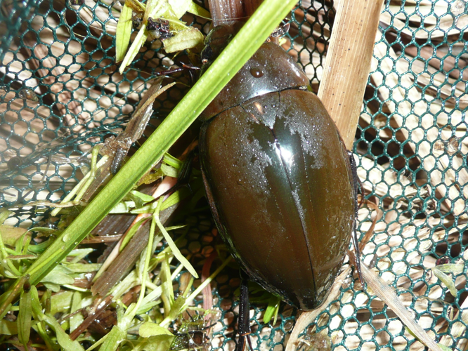 Hydrophilus piceus &copy; MAILLIER Sébastien