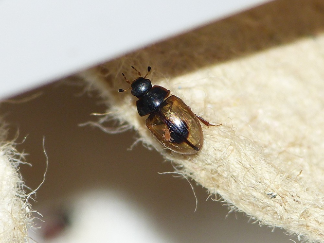 Cercyon unipunctatus &copy; BARBIER Simon