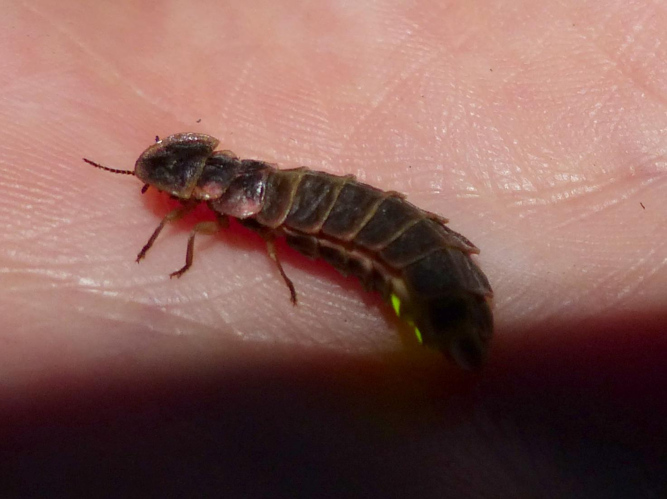 Lampyris noctiluca &copy; DEROZIER Carole