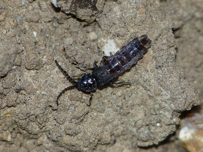 Phosphaenus hemipterus &copy; BARBIER Simon