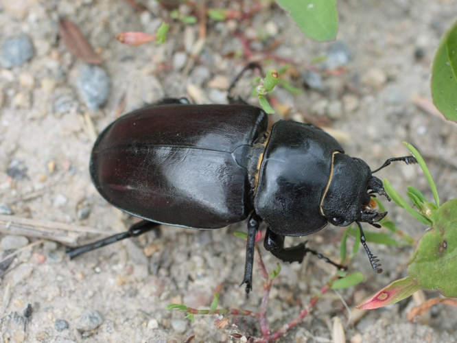 Lucanus cervus &copy; TOP Damien