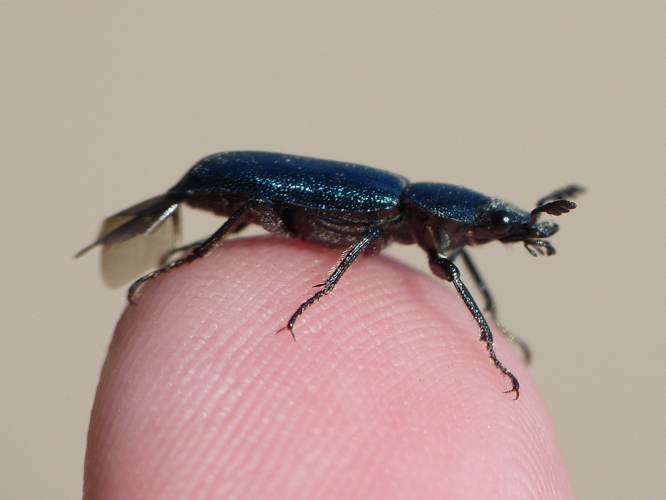 Platycerus caraboides &copy; BARBIER Simon