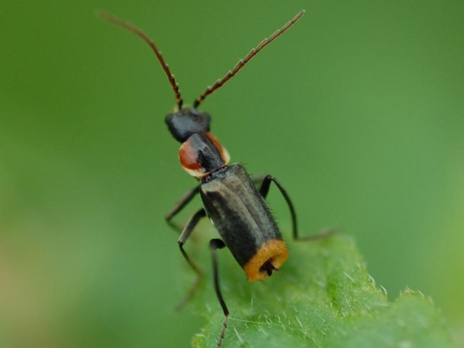 Axinotarsus pulicarius &copy; VANSTEENE Nicolas